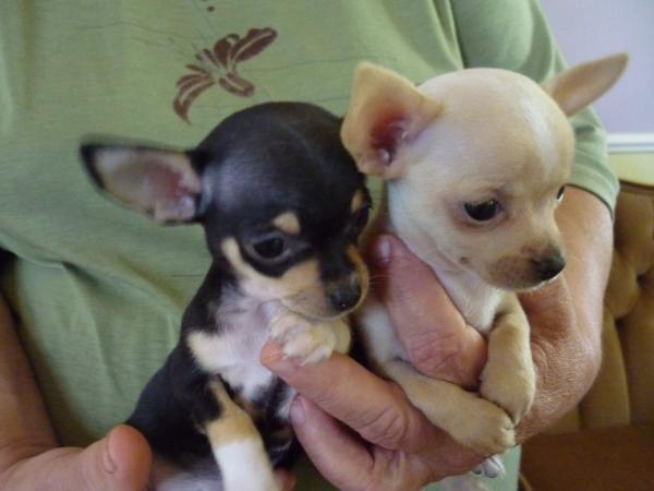 VAND CHIHUAHUA - Pret | Preturi VAND CHIHUAHUA
