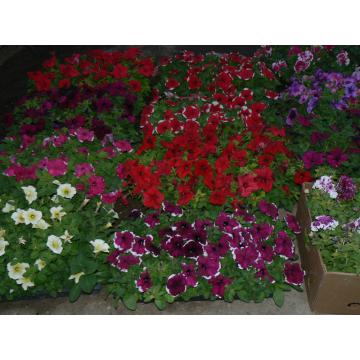 Floare Petunia Hybrida - Pret | Preturi Floare Petunia Hybrida