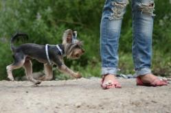 Yorkshire Terrier Toy !!! - Pret | Preturi Yorkshire Terrier Toy !!!