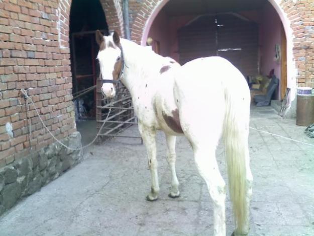 vand quarter horse - Pret | Preturi vand quarter horse