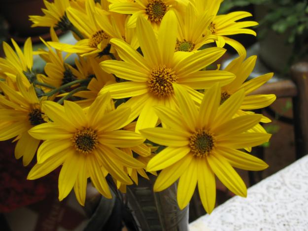 napi-TOPINAMBUR-HELIANTHUS TUBEROSUS - Pret | Preturi napi-TOPINAMBUR-HELIANTHUS TUBEROSUS