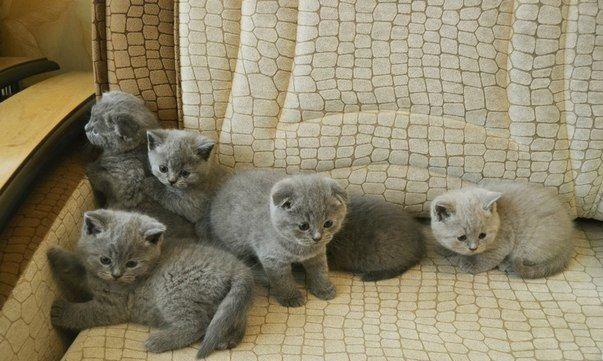 puiuti British Shorthsir ,Scottish Fold toate culorile - Pret | Preturi puiuti British Shorthsir ,Scottish Fold toate culorile