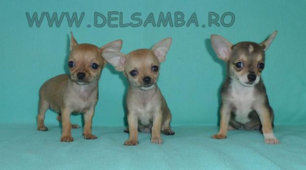 VAND PUI DE CHIHUAHUA, VAND CATEI CHIHUAHUA - Pret | Preturi VAND PUI DE CHIHUAHUA, VAND CATEI CHIHUAHUA