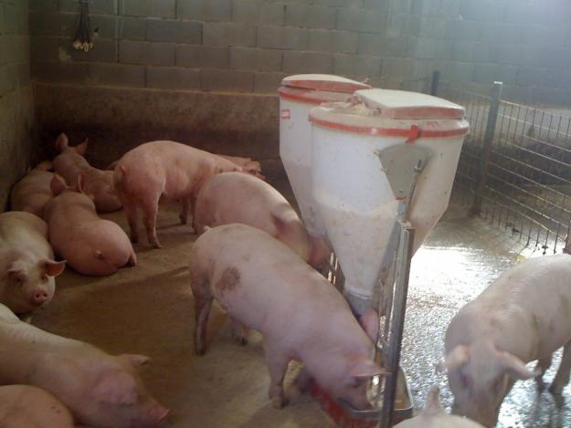 Ferma de porci PAMNIC vinde purcei pentru ingrasat - Pret | Preturi Ferma de porci PAMNIC vinde purcei pentru ingrasat