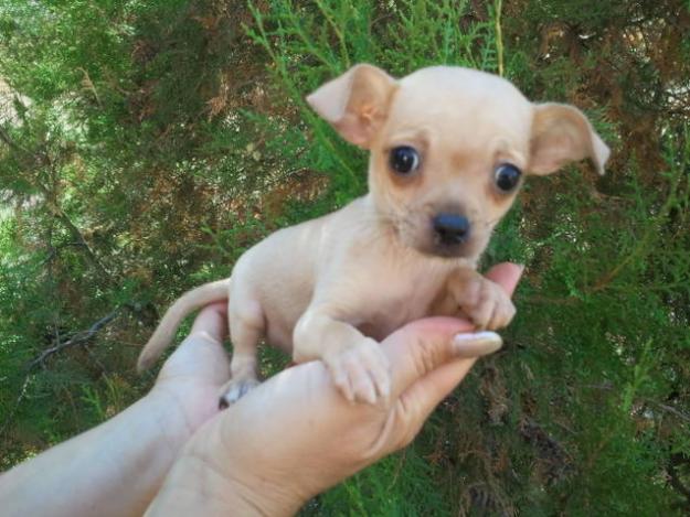 vand chihuahua femela POZA REALA!! - Pret | Preturi vand chihuahua femela POZA REALA!!