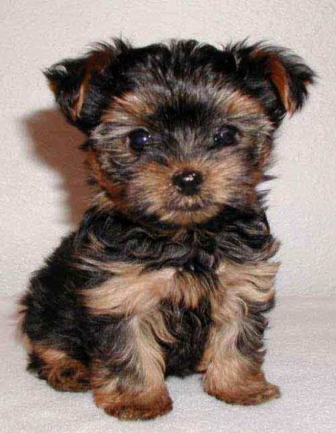 Femela Yorkshire Terrier toy - Pret | Preturi Femela Yorkshire Terrier toy