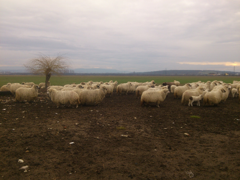 vand 400 de oi turcane cu miei - Pret | Preturi vand 400 de oi turcane cu miei