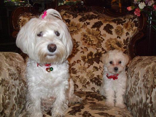 vand pui bichon maltez - Pret | Preturi vand pui bichon maltez