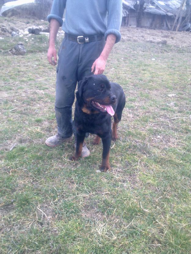 mascul rottweiler - Pret | Preturi mascul rottweiler