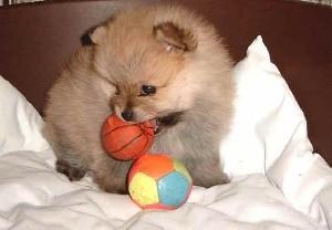 pomeranian extraordinar toy - Pret | Preturi pomeranian extraordinar toy