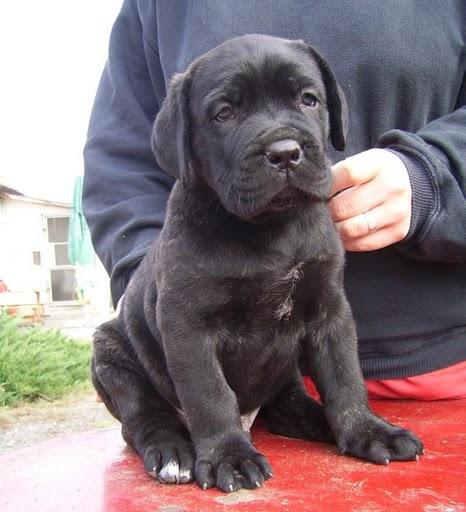 Catei de vanzare din rasa Cane corso - Pret | Preturi Catei de vanzare din rasa Cane corso