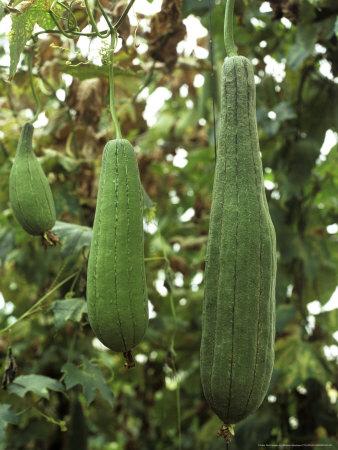 SEMINTE LUFFA CILINDRICA - Pret | Preturi SEMINTE LUFFA CILINDRICA