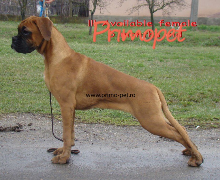  - Pret | Preturi 