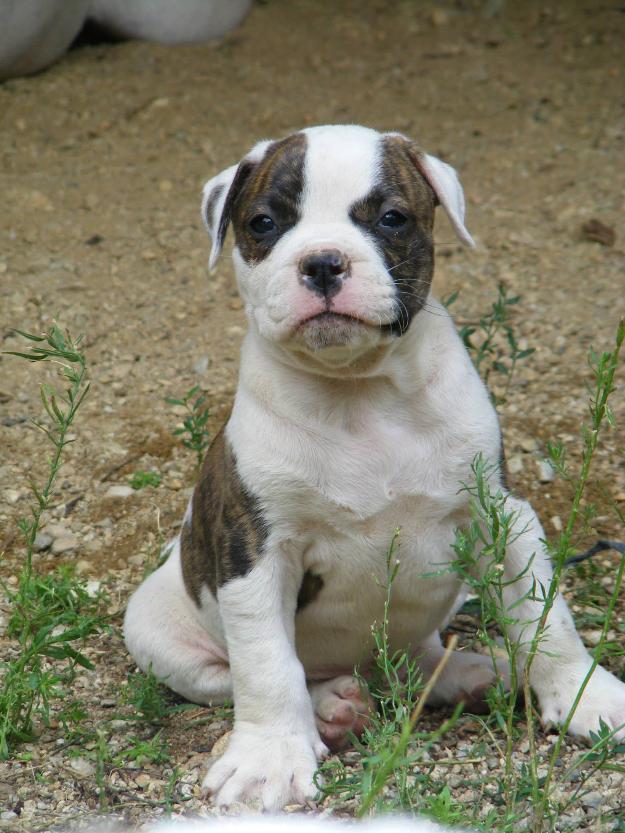 catei bulldog american - Pret | Preturi catei bulldog american