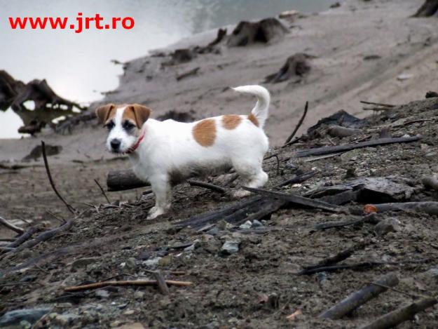 Jack Russell Terrier - Pret | Preturi Jack Russell Terrier