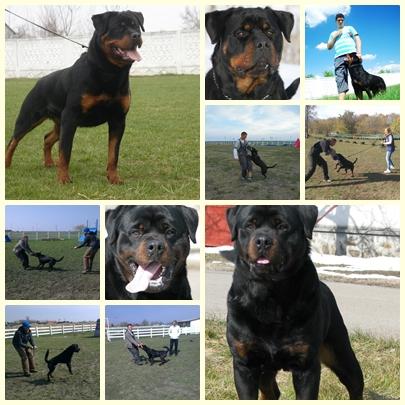 Vand pui de Rottweiler cu pedigree sunt deparazitati si vaccinati la zi . - Pret | Preturi Vand pui de Rottweiler cu pedigree sunt deparazitati si vaccinati la zi .