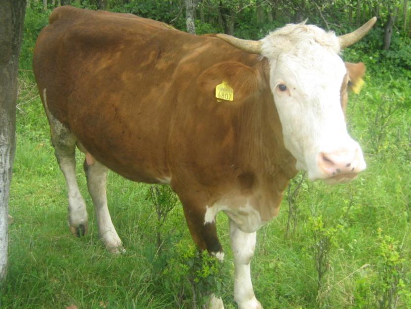 Vaca baltata romaneasca de 2 ani foarte buna de lapte si 2 vitei - Pret | Preturi Vaca baltata romaneasca de 2 ani foarte buna de lapte si 2 vitei