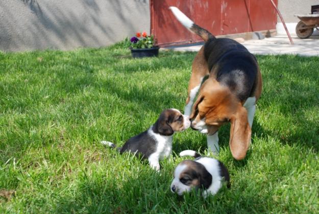 catelusi bulldog englez , beagle tricolor si yorkshire toy - Pret | Preturi catelusi bulldog englez , beagle tricolor si yorkshire toy
