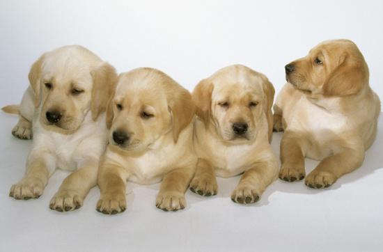 Pui golden si Labrador Retriever - Pret | Preturi Pui golden si Labrador Retriever