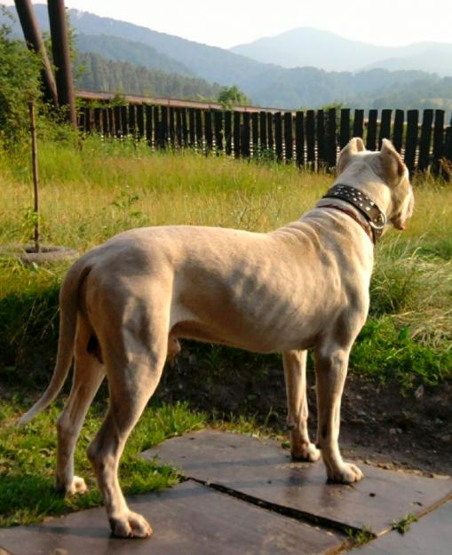 Mascul Dog Argentinian disponibl pentru monta - Pret | Preturi Mascul Dog Argentinian disponibl pentru monta