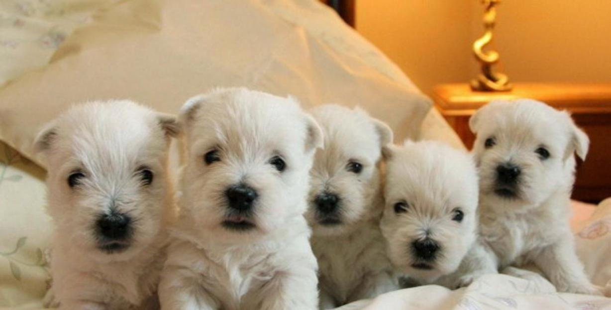 Vand catei West Highland White Terrier ( Westie ) - Pret | Preturi Vand catei West Highland White Terrier ( Westie )