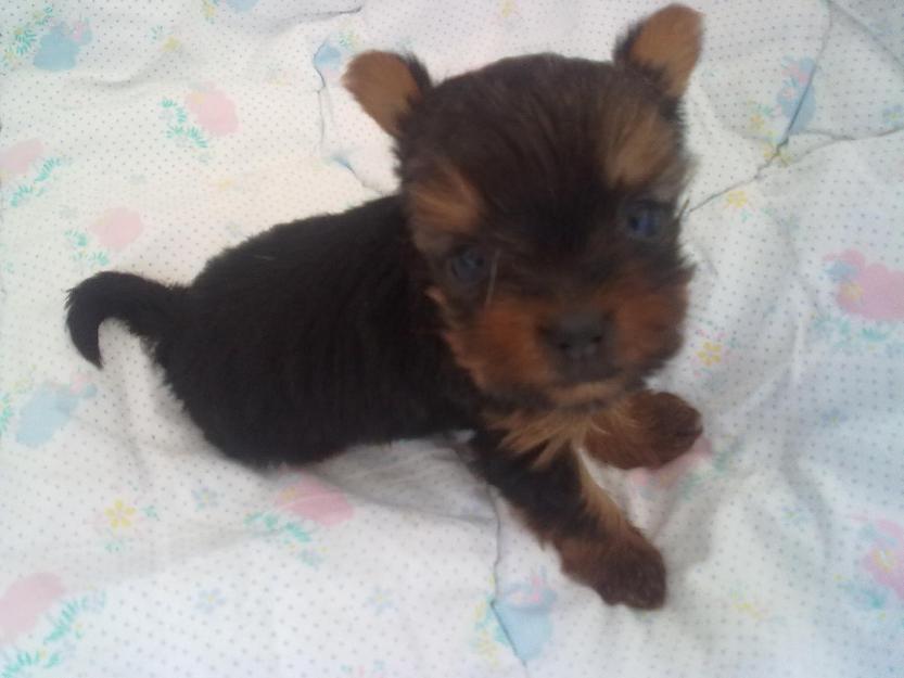 Yorkshire terrier mini femela - Pret | Preturi Yorkshire terrier mini femela