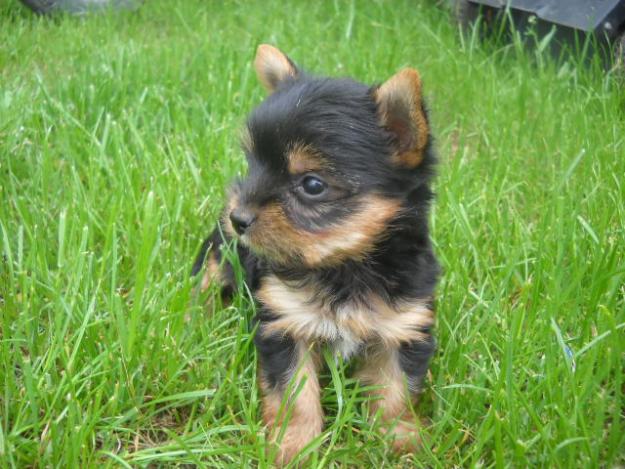 yorkshire terrier toy de vanzare - Pret | Preturi yorkshire terrier toy de vanzare