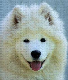 Pui samoyed disponibili - Pret | Preturi Pui samoyed disponibili