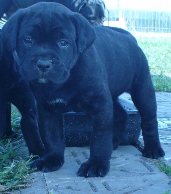 Vand catei CANE CORSO -2.5 luni.PRET AVANTAJOS!!! - Pret | Preturi Vand catei CANE CORSO -2.5 luni.PRET AVANTAJOS!!!