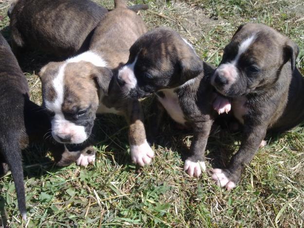 Vand catei Boxer German cu pitbull - Pret | Preturi Vand catei Boxer German cu pitbull