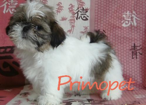  - Pret | Preturi 