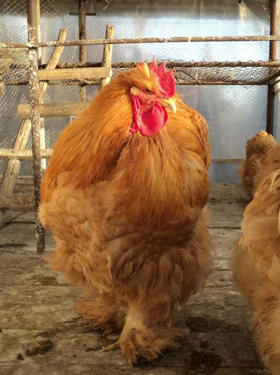 Gaini de rasa Cochinchina Galben UIrias de vanzare - Pret | Preturi Gaini de rasa Cochinchina Galben UIrias de vanzare