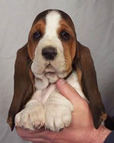 Basset Hound de Vanzare - Pret | Preturi Basset Hound de Vanzare