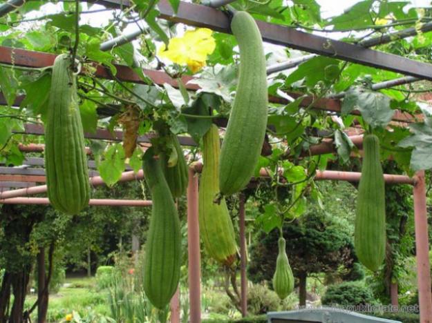 seminte luffa cylindrica-burete vegetal - Pret | Preturi seminte luffa cylindrica-burete vegetal