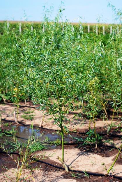 Vand salcie creata (salix energetica) - Pret | Preturi Vand salcie creata (salix energetica)