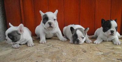 Bulldog francez - Pret | Preturi Bulldog francez