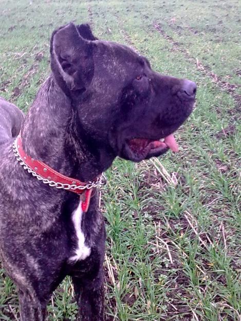 FEMELA CANE CORSO - Pret | Preturi FEMELA CANE CORSO