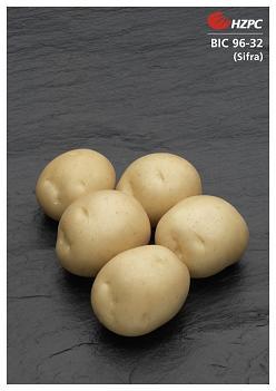 Vindem seminte cartofi certificati HZPC Olanda - Pret | Preturi Vindem seminte cartofi certificati HZPC Olanda