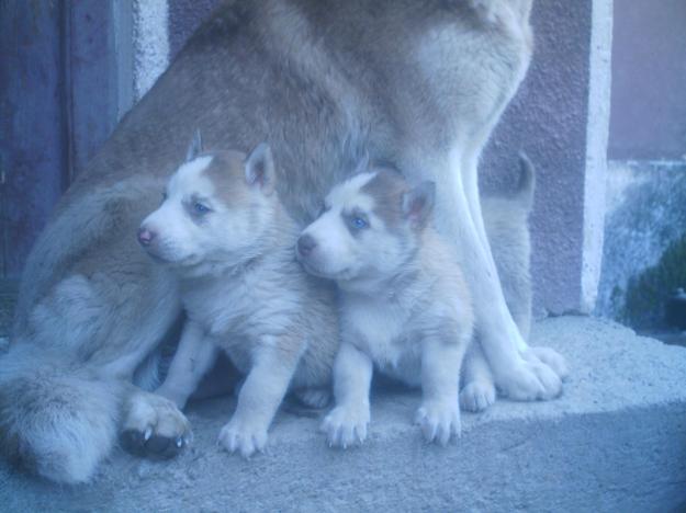 Vând căţeluşi HUSKY de 6 săptămâni. - Pret | Preturi Vând căţeluşi HUSKY de 6 săptămâni.