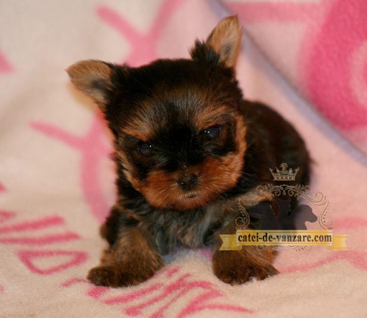 Catei Yorkshire Terrier Toy de vanzare - Pret | Preturi Catei Yorkshire Terrier Toy de vanzare