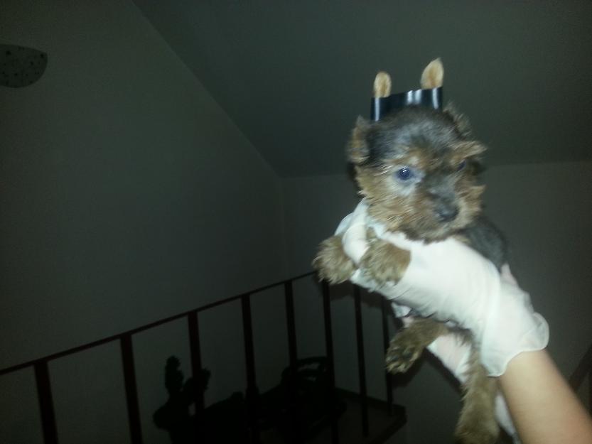 Pui yorkshire terrier platinati sau standard - Pret | Preturi Pui yorkshire terrier platinati sau standard