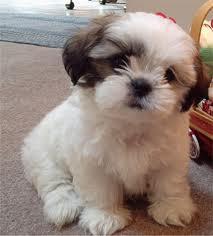 Van puiuti Shih Tzu - Pret | Preturi Van puiuti Shih Tzu