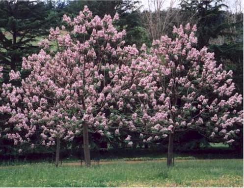 seminte arbori si arbusti - Pret | Preturi seminte arbori si arbusti