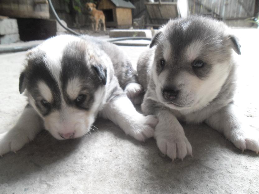 Pui de Husky Siberian - Pret | Preturi Pui de Husky Siberian