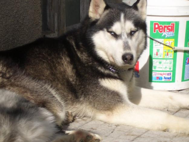 MASCUL HUSKY DEOSEBIT PENTRU MONTA - Pret | Preturi MASCUL HUSKY DEOSEBIT PENTRU MONTA