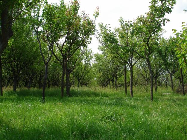 VAND FERMA POMICOLA SI CASA - Pret | Preturi VAND FERMA POMICOLA SI CASA