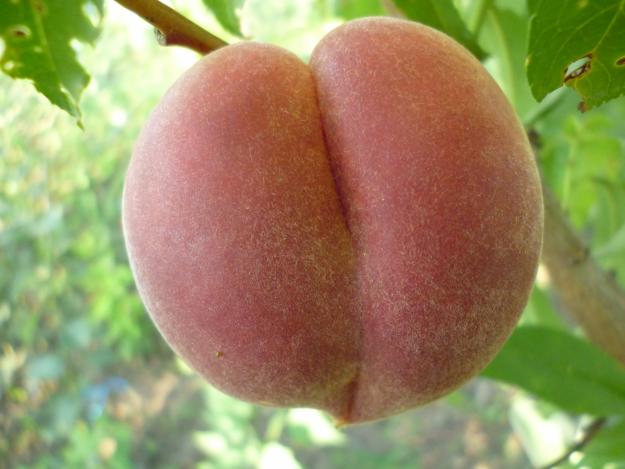 Pomi fructiferi altoiti - Pret | Preturi Pomi fructiferi altoiti