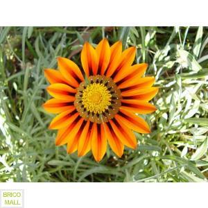 Gazania Sunshine - Pret | Preturi Gazania Sunshine