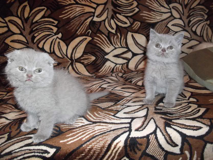 Pisici british shorthair si scotish fold RASA PURA - Pret | Preturi Pisici british shorthair si scotish fold RASA PURA