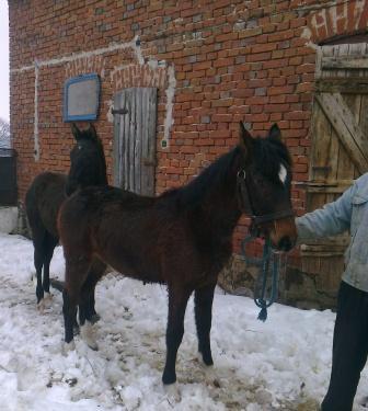 - Pret | Preturi   - Pret | Preturi